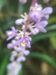 Liriope