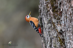 Dendrocopos hyperythrus