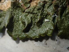 Melanohalea olivacea