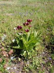 Gentiana purpurea