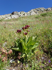 Gentiana purpurea