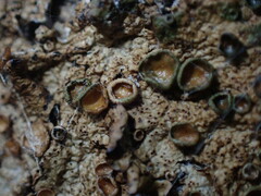 Melanohalea olivacea