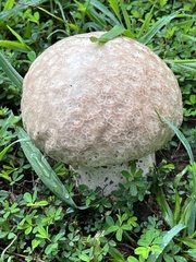 Calvatia cyathiformis