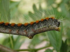 Eriogaster lanestris
