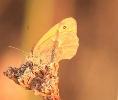 Coenonympha pamphilus