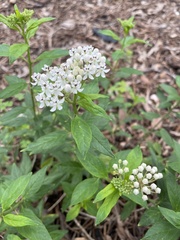 Asclepias texana
