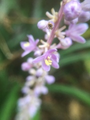 Liriope