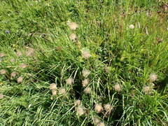 Geum montanum