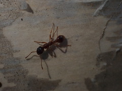 Myrmica