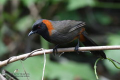 Pterorhinus ruficollis