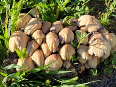 Coprinus