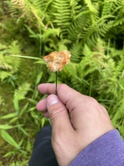 Eriophorum