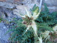 Cirsium alsophilum