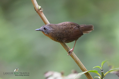 Spelaeornis caudatus