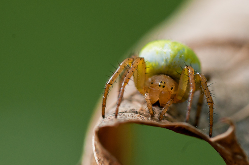 Cucumber Green Spider