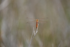 Sympetrum depressiusculum