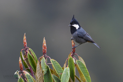 Periparus rubidiventris