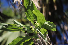 Catasetum integerrimum