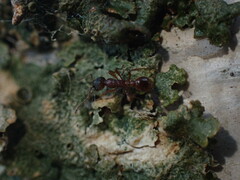 Myrmica