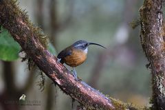 Pomatorhinus superciliaris