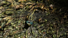 Onychogomphus uncatus