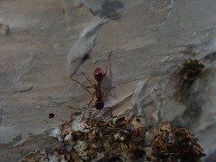 Myrmica