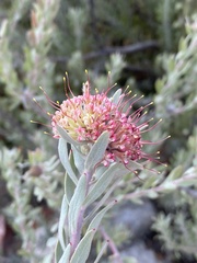 Leucospermum wittebergense