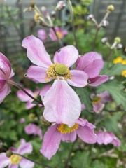 Eriocapitella hupehensis