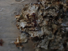 Myrmica