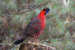 Tragopan satyra