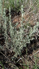 Artemisia ludoviciana