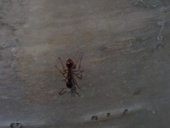 Myrmica
