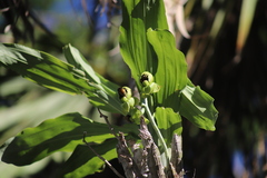Catasetum integerrimum