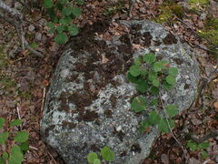 Umbilicaria