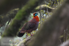 Tragopan temminckii