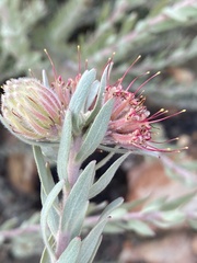 Leucospermum wittebergense