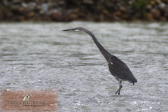 Ardea insignis