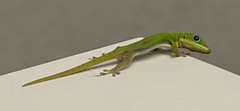 Phelsuma laticauda laticauda