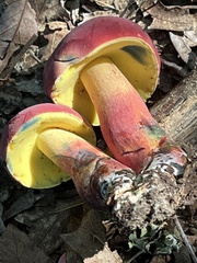 Hortiboletus rubellus