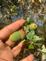 Quercus berberidifolia