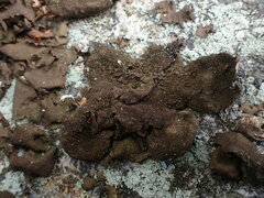 Umbilicaria