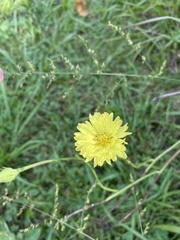Pyrrhopappus carolinianus