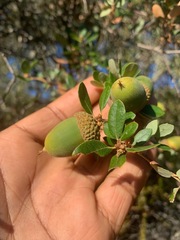 Quercus berberidifolia