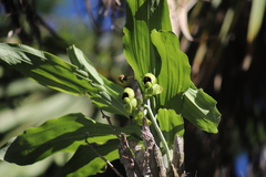 Catasetum integerrimum