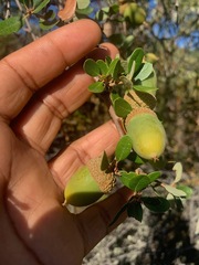 Quercus berberidifolia