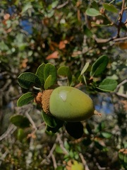 Quercus berberidifolia
