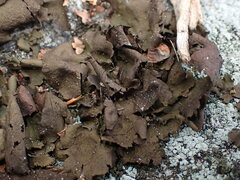 Umbilicaria