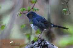 Luscinia phaenicuroides