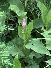 Persicaria amphibia