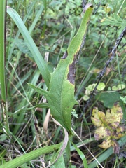 Pyrrhopappus carolinianus